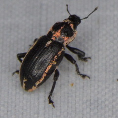 Eudiagogus