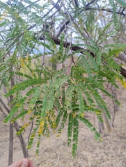 Lysiloma watsonii, photograph (c) Adrian Bojorquez, some rights reserved (CC BY-SA)