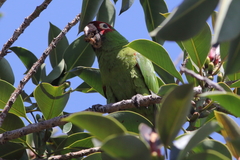 Psittacara erythrogenys
