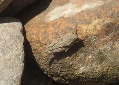 Paratettix cucullatus