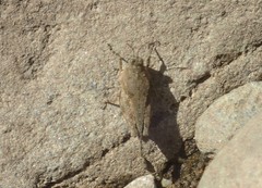 Paratettix cucullatus