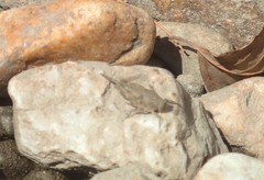 Paratettix cucullatus