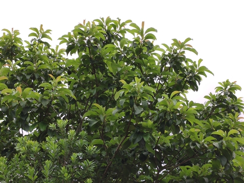 Nyssa yunnanensis