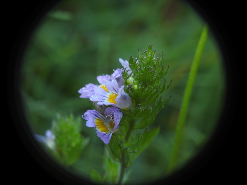 Image of Euphrasia alpina by (c) Yves Bas, some rights reserved (CC BY)