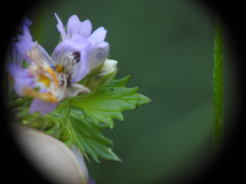 Image of Euphrasia alpina by (c) Yves Bas, some rights reserved (CC BY)