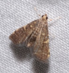 Steniini