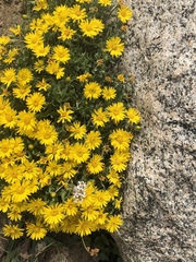 Heterotheca pumila