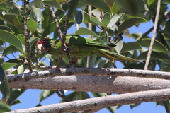 Psittacara erythrogenys