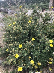 Heterotheca pumila