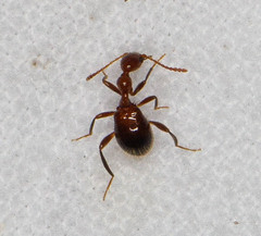 Acanthinus argentinus