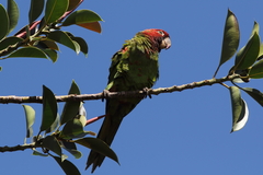 Psittacara erythrogenys