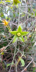 Gonolobus uniflorus