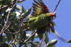 Psittacara erythrogenys