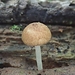 Cystoagaricus subamarus - Photo (c) jonathan_mack, some rights reserved (CC BY-NC), uploaded by jonathan_mack