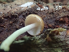 Cystoagaricus subamarus