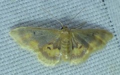 Idaea scintillularia