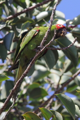 Psittacara erythrogenys