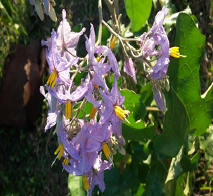Solanum paniculatum