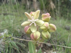Asclepias lynchiana