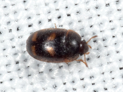 Litargus tetraspilotus