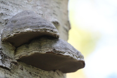 Fomes fomentarius image