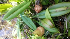 Nepenthes madagascariensis