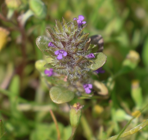 Image of Pogogyne zizyphoroides by (c) Gail A Baker, some rights reserved (CC BY)