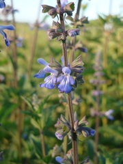 (c) Nicolas Olejnik, some rights reserved (CC BY) Salvia pallida, photograph (c) Nicolas Olejnik, some rights reserved (CC BY)