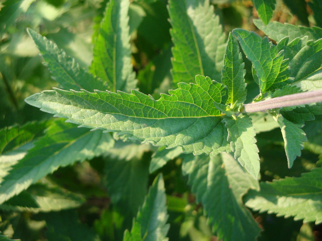 Salvia pallida; photograph (c) Nicolas Olejnik, some rights reserved (CC BY)