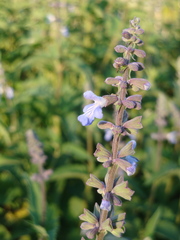 Salvia pallida, photograph (c) Nicolas Olejnik, some rights reserved (CC BY)