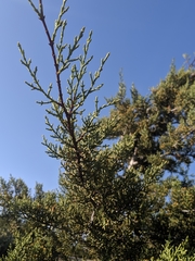 Cupressus sargentii