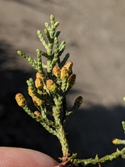 Cupressus sargentii