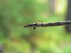 Somatochlora elongata