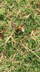 Apis mellifera