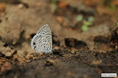 Leptotes cassius cassidula
