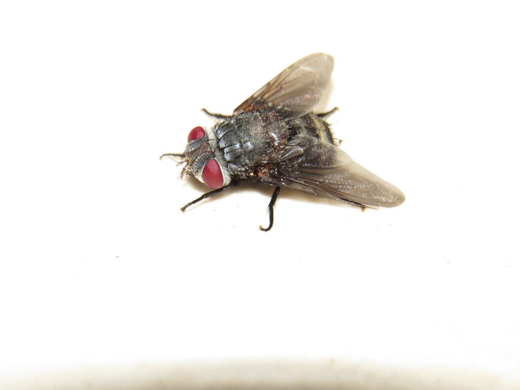 Belvosia potens