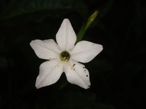 Image of Nicotiana longiflora by (c) Nicolas Olejnik, some rights reserved (CC BY)