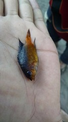 Stegastes flavilatus