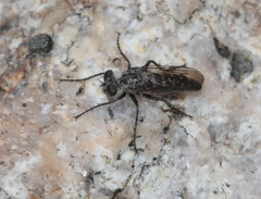 Backomyia