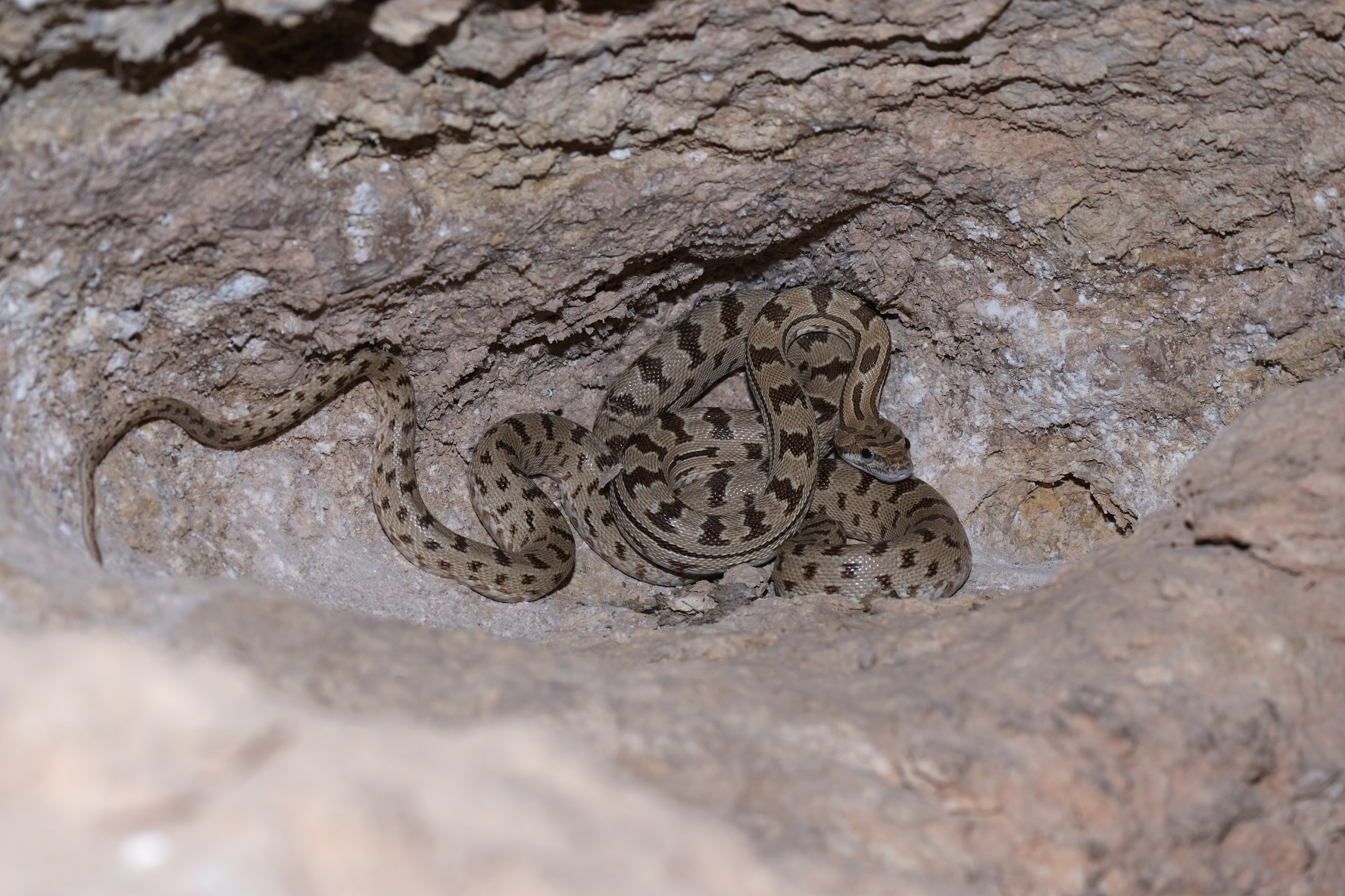 Zebra Snake photo 2