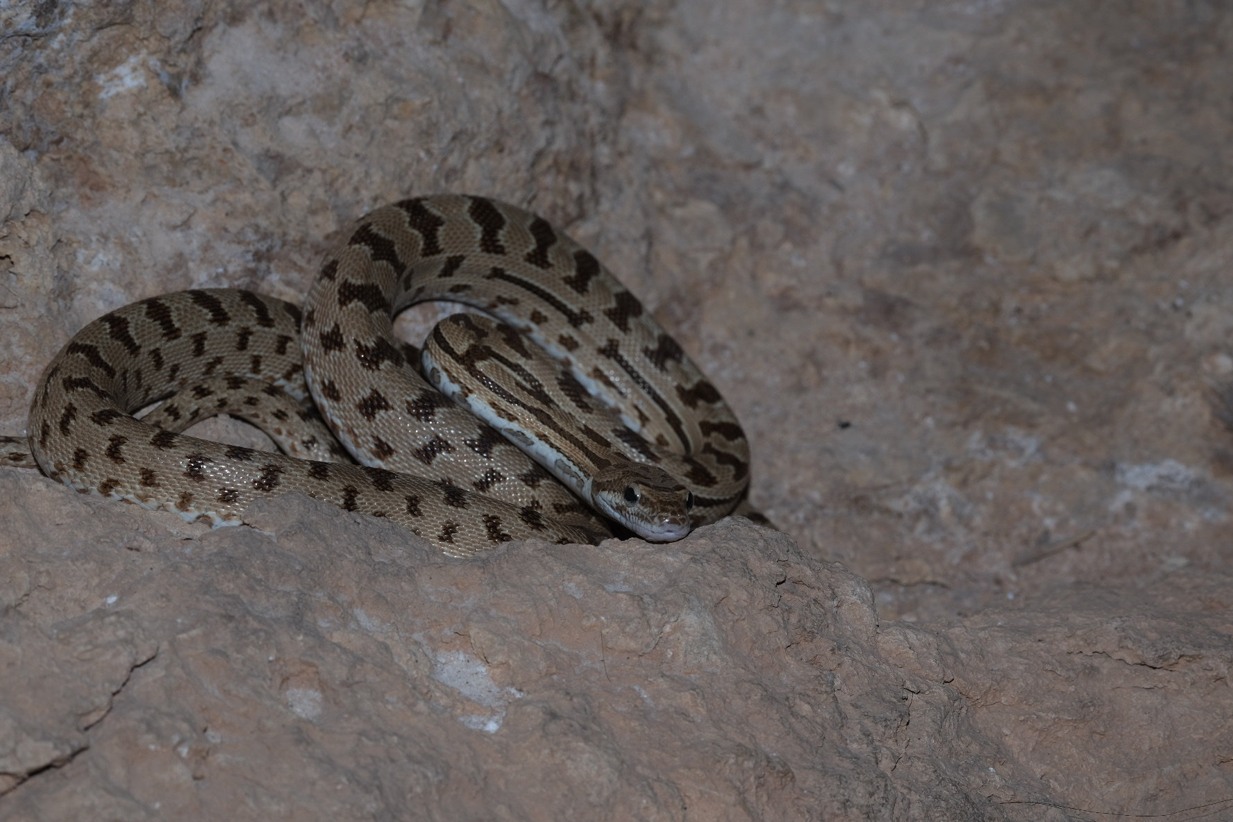 Zebra Snake photo 3