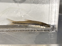 Notropis heterolepis