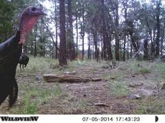 Meleagris gallopavo mexicana