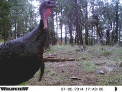 Meleagris gallopavo mexicana