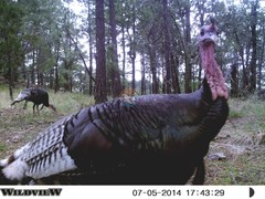 Meleagris gallopavo mexicana