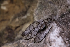 Soosan Tiger Snake photo 5