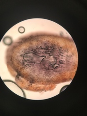 Odonthalia floccosa