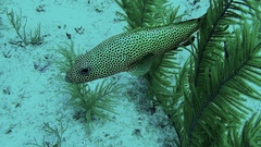Epinephelus guttatus