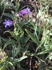 Penstemon inflatus