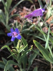 Penstemon inflatus